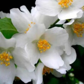 10 шт Жасмин садовий білий домашній. Черенки 10 шт. Жасмін. Дуже пахучий