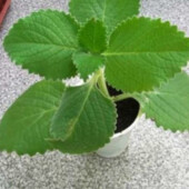 Мята домашня, саженец з коренем. М'ята домашня в чай. Росте дуже швидко. Не примхлива.