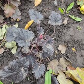 Гейхера Чорна перлина