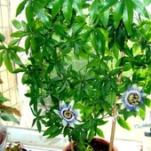 Маракуя пасифлора съедобная, гранадилла, кавалерская звезда,