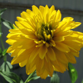 5 штук !! Шикарные многолетние крупные цветы яркого желтого цвета. 2 вида. цветы ±7-10 см