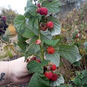 5 шт ! Фото сьогодні - 5 листопада. Малина Полка, Полька, ремонтантная малина саджанці,