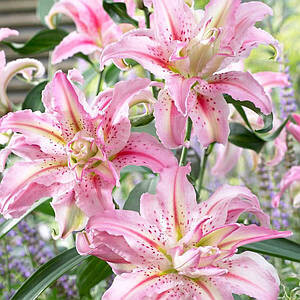 Фото №1 class=