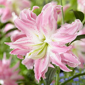 лілії Lotus Elegance