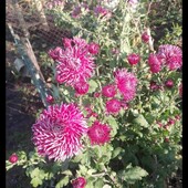 Хризантема Сіда дама.