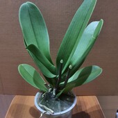 Орхидея фаленопсис. Цвет сюрприз