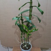 Орхидея дендробиум Нобиле. Цвет сюрприз.