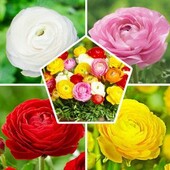 Лютик лот 5шт