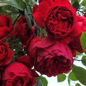 Роза «Флорентина»