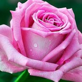 Аква чайно гибрид