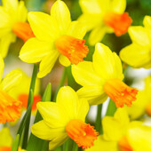 20 шт. Останній лот. Нарцисс. Нарцис. Цибулини нарцису. Луковицы нарцисса