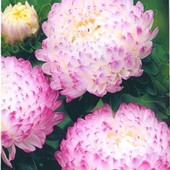 Семена астры Роза Турм. До 15 больших цветов на одном растении.