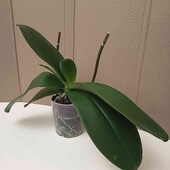 Орхідея Монтре