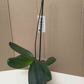 Орхідея, колір сюрприз