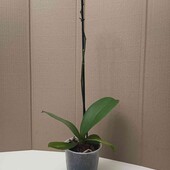 Орхідея Мірафлора