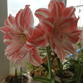 Гіпеаструми амораліс різні сорти