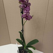 Орхідея Дикий кіт 