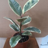 Фикус. Сорт Белиз.