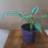 Шизматоглоттис Wallichii