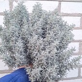 сантоліна кипарисовидна, 2,5 річна,кущ як на фото 