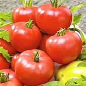 Bejo, Нідерланди.Томат Полбіг F1, низькорослий, ранній, урожайний гібрид.