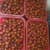 Шипшина, шиповнік 2025р , 2 кг