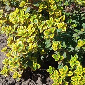 Чебрець лимоннопахнучий сорт Замбезі, горщик 0,3 л