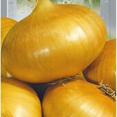 Цибуля Штугартер Різен. Універсального призначення. Довго зберігається.