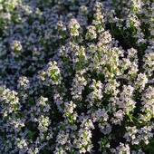 чебрець лікарський, сорт Fredo,у лоті кущ, найкраща пора для посадок