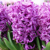 Гиацинт Purple Pride 16/17калібр цибулини великі.