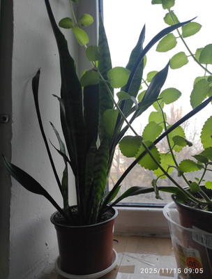 Фото №1 class=