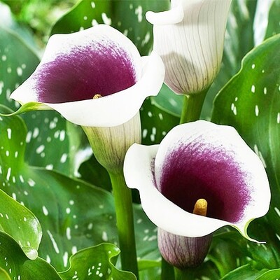 Фото №1 class=