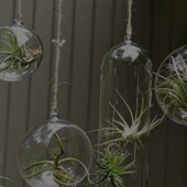 Тилансія -росте без грунту та води