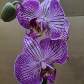 Орхидея фаленопсис.