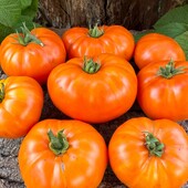 Томат Золотий вік, 20 насінин