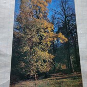 Календарик СРСР 1981