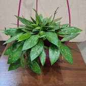 Хойя. Сорт не знаю.