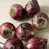 Гіацинти для вигонки ,5 сортів,лот 1 цибулина