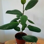 Фикус -Робуста