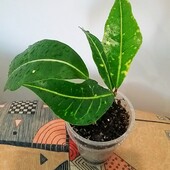 Кротон Duncan Makaw( Yellow Nervia)