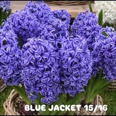 Гіацинти ,лот 1 цибулина