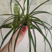 Гарненька драцена, невибаглива кімнатна рослина