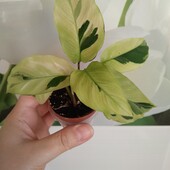 Калатея єлоу фюжн