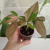 Поділка сингоніума ред спот триколор