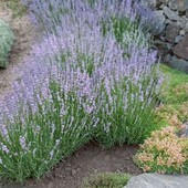 лаванда вузьколиста 2,5- річн., розмір на фото