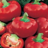 Солодкий перець Колобок червоний, 15 насінин