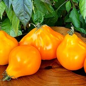 Томат Трюфель жовтий