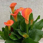 Кала Orange Pride 14/16