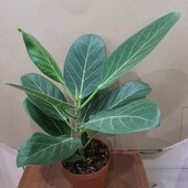 Фикус. Сорт Одри.