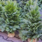 Кому ялиночку до Миколая?))натуральна, жива,вязана ялинка з Карпат.Неймовірний аромат.Висота50см!